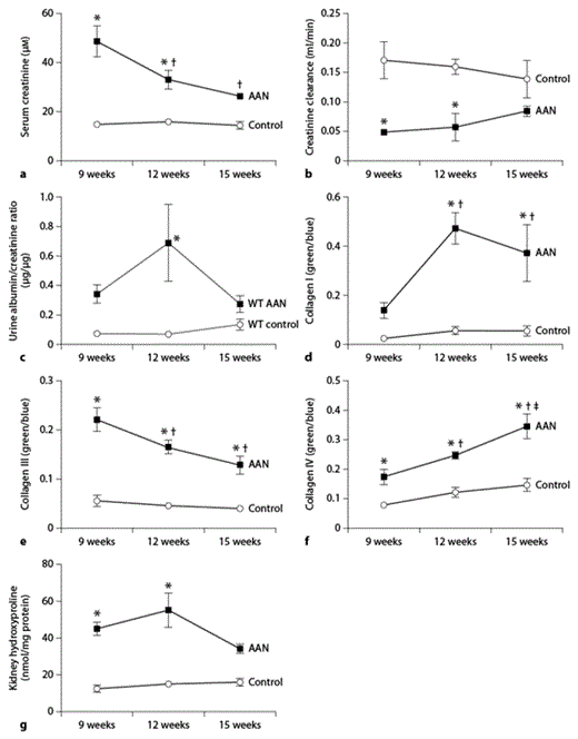 Fig. 8. Comparison of kidney function, levels of collagen I, III and IV immunostaining and hydroxyproline in male mice with progression of AAN. Kidney function in the mice described in figure 7 was assessed using serum creatinine (a), creatinine clearance (b) and urine albumin/creatinine ratio (c). Quantification of immunofluorescence for collagen I (d), collagen III (e) and collagen IV (f) in the kidney were assessed by multiphase image analysis of 10 fields per section. Levels of hydroxyproline were expressed as nmol per mg protein (g). Data represent mean ± SEM; n = 5–10 per group. * Indicates statistical significance compared to the control group. † and ‡ indicate changes from 9 and 12 weeks AAN groups, respectively.