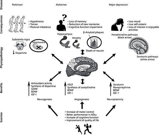Abb. 1. Auswirkungen von Bewegung auf neurodegenerative Erkrankungen und psychische Störungen. Die Verringerung der Dopamin- und Mitochondrienfunktion, die Entstehung von β-Amyloid-Plaques und Hippocampus-Atrophie sowie die Abnahme des Serotonin- und Noradrenalinspiegels (im Hippocampus, Hypothalamus, Amygdala, Kortex und anderen Teilen des Gehirns) sind die primären Veränderungen, die zu PD, AD bzw. MDD führen. Bewegungstraining könnte von Vorteil sein, da Neurotransmitter und neurotrophe Faktoren als Reaktion auf körperliche Anstrengung synthetisiert werden. Diese Faktoren könnten das Fortschreiten neurodegenerativer Erkrankungen und psychischer Störungen verzögern. Darüber hinaus verbessert Bewegung die körperliche Funktion und die funktionelle Autonomie. ADLs = Aktivitäten des täglichen Lebens.