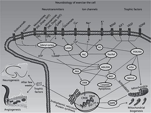 Abb. 3. Neurobiologie des Trainings = Endocannab = Endocannabinoide; NE = Noradrenalin; Dopa = Dopamin; 5HT = Serotonin; Ca+ = Calciumion; Na+ = Natriumion; K+ = Kaliumion; GPi = G-Protein-Inhibitoren; GPe = G-Protein-Erreger; Adenylcyclase = Adenylatcyclase; CaMKII = Calcium-Calmodulin-abhängige Proteinkinase II; ATP = Adenosintriphosphat; cAMP = zyklisches Adenosinmonophosphat; PKC = Proteinkinase C; PKA = Proteinkinase A; NO = Stickoxid; PI3K = Phosphoinositid-3-Kinase; mTOR = Säugetierziel von Rapamycin; S6K1/2 = S6-Kinase 1; MEK = Methylethylketon; ERK = extrazelluläre signalregulierte Kinasen; BAD = Bcl-2-assoziierter Todespromotor; AMPK = AMP-aktivierte Proteinkinase.