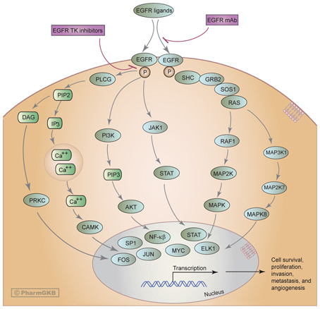 Fig. 3. Monoclonal antibodies and inhibitors of EGFR-specific tyrosine kinase may affect numerous genes and pathways. Arrows represent activation, bars represent inhibition. Reprinted with permission from PharmGKB and Stanford University. © PharmGKB. http://www.pharmgkb.org/do/serve?objCls=Pathway&objId=PA162356267.