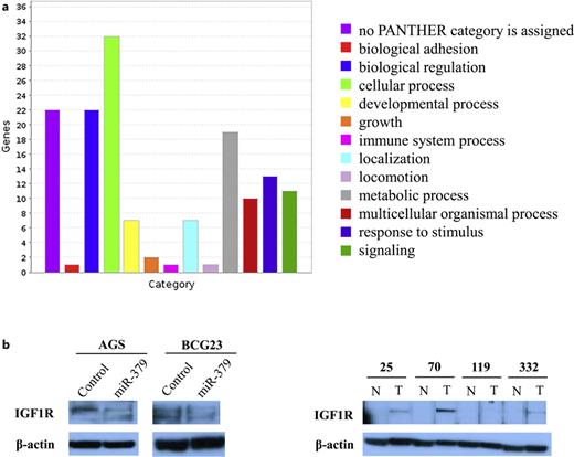 Targets of miR-379-5p and protein expression of IGF1R in gastric cancer cells. a Biological classification of target screening by TargetScan and miRDB for miR-379-5p. Numbers of potential targets of each classification were indicated. b Western blot of protein expression of IGF1R. Protein expression of IGF1R was downregulated with enforced expression of miR-379-5p in gastric cancer cell lines AGS and BCG23 (left panel). Representative figures of protein expression of IGF1R in paired gastric cancer tissue samples by Western blot (right panel).