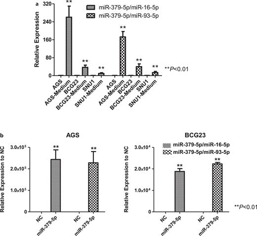 Expression of exosomal miR-379-5p in gastric cancer cell culture medium. a Expression of exosomal miR-379-5p in cell culture medium was significantly higher than its endogenous expression in gastric cancer cells AGS, BCG23, and SNU1 (**p < 0.01). b Expression of exosomal miR-379-5p was significantly higher in the cell culture medium with overexpression of miR-379-5p comparing to scrambled control (**p < 0.01). MiR-16-5p and miR-93-5p were applied as internal controls for exosomal miRNAs.