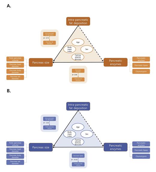 Fig. 5. Summary of the data analysis and key findings in post-pancreatitis individuals (A) and healthy individuals (B). Single-headed arrows indicate regression paths. Solid lines indicate statistically significant paths, and dashed lines indicate not-significant paths. β-Coefficients are shown for specific statistically significant associations. Ovals represent the covariates that were adjusted for. IPFD, intra-pancreatic fat deposition; PBD, pancreas body diameter; PHD, pancreas head diameter; PTD, pancreas tail diameter; TPV, total pancreas volume.
