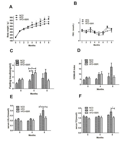 Fig. 1. Berberine attenuates body weight gain, insulin resistance and serum LDL-C level and TC level of HFD-fed rats. A Body weight gain; B fasting blood glucose concentration; C fasting serum insulin concentration of the 0th,4th, and 8th month separately; D HOMA-IR index of the 0th,4th, and 8th month separately; E serum LDL-C concentration of the 0th,4th, and 8th month separately; F serum TC concentration of the 0th, 4th, and 8th month separately. Values are expressed as mean ± SEM. Difference were assessed by ANOVA and denoted as following: *p < 0.05, NCD versus HFD; #p < 0.05, HFD versus HFD + BBR; &p < 0.05, HFD versus HFD+BBR.