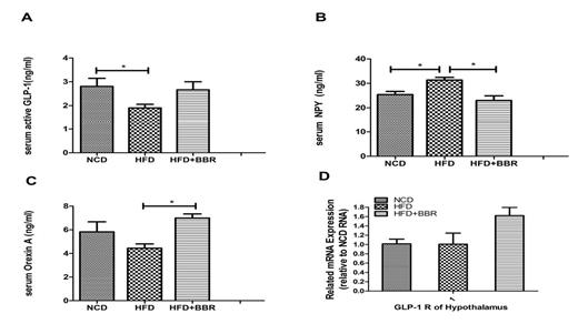 Fig. 5. Berberine results in the changes of gut-brain peptide and GLP-1 receptor of hypothalamus. A Serum GLP-1 concentration; B serum NPY concentration; C serum orexin A concentration; D expression of GLP-1R of hypothalamus. Values are expressed as mean ± SEM. Difference were assessed by ANOVA and denoted as *p < 0.05.