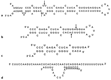 Fig. 1. LIN-4 processing and its interaction with LIN-4 transcript. a Primary miRNA transcript of LIN-4, the arrows show the cleaving site. b Precursor miRNA LIN-4, the arrows show the cleaving site. cLIN-4 duplex. dLIN-4 interaction with the 3′-UTR of LIN-4 transcript, the underlined region is the seed (from Araud [7]).