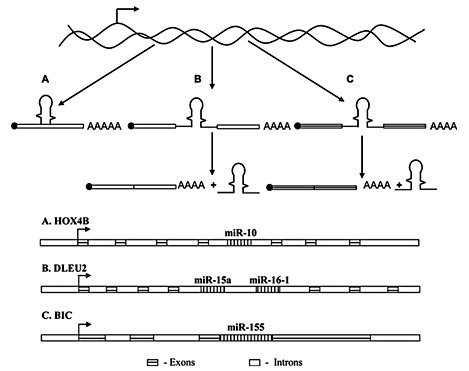Fig. 3. Primary miRNAs and their location within the introns and exons. A = Intronic miRNA in protein-coding TUs; B = intronic miRNA in noncoding TUs; C = exonic miRNA in noncoding TUs (from Kim and Nam [8]; Araud [7]).