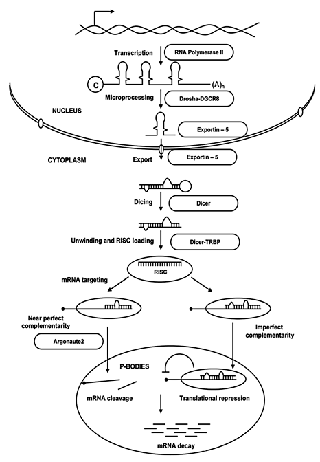 Fig. 4. miRNA biogenesis model. RNA polymerase II transcribes the miRNA genes to form primary miRNA. Microprocessing by Drosha-DGCR8 complex results in precursor miRNA, which is exported to cytoplasm by exportin-5. The processing by Dicer produces miRNA duplexes. Of the duplex the one which serves as mature miRNA is loaded onto the RISC complex, thus preventing protein synthesis.