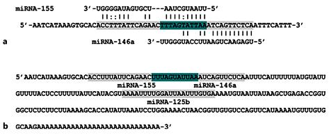 Fig. 6. miR-155, miR-146a and miR-125b targeting CFH 3′-UTR. a miR-155 and miR-146a separately target 3′-UTR of CFH. b miR-125b, miR-146a and miR-155 target CFH mRNA 3′-UTR either individually or as a group (from Lukiw et al. [45]).