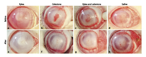 Fig. 2. Photographs of the right eyes of representative rabbits in the 4 study arms: (a + e) afilbercept; (b + f) betamethasone; (c + g) afilbercept + betamethasone; (d + h) saline. Photographs taken at treatment administration point are marked “before” and photographs taken 4 weeks after treatment administration are marked “after.”