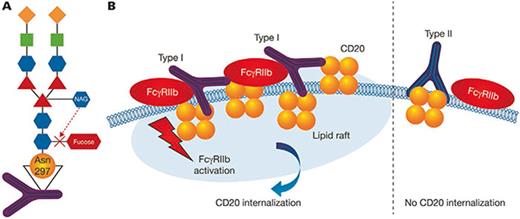 Glycoengineered structure and type II binding properties of obinutuzumab. A Glycoengineering by defucosylation of IgG oligosaccharides in the Fc region of obinutuzumab. In the CHO producer cells, more N-acetylglucosamine (NAG) is assembled into oligosaccharides, which sterically prevents the addition of fucose to the carbohydrate attached to asparagine (Asn) 297 [7]. Adapted and reproduced with permission from [7]. B Hypothetical model of CD20 binding properties of type I and type II antibodies [8]. In contrast to inter-tetrameric CD20 binding of type I antibodies, intra-tetrameric binding of type II antibodies to CD20 does not lead to FcγRIIb-mediated internalization of CD20 in lipid rafts. Adapted from [8].