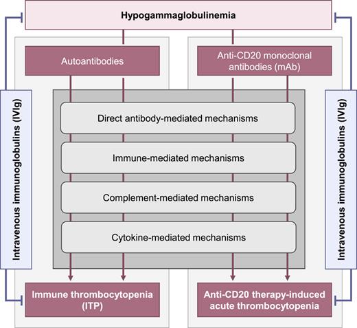 Flowchart on possible pathophysiological associations of either immune thrombocytopenia (ITP) or anti-CD20 therapy-induced acute thrombocytopenia (AT) and hypogammaglobulinemia. Considering an ITP-like phenotype, intravenous immunoglobulins (IVIg) counteract anti-CD20 mAb-induced platelet destruction in acute manifestations and might be protective against presentation of anti-CD20 therapy-induced AT.