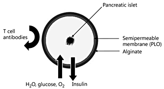 Fig. 2. Illustration of the principle of immunoisolation by microencapsulation.