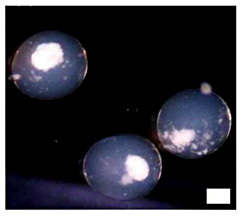 Fig. 4. Encapsulated islets in an alginate microcapsule. Scale bar = 100 µm.
