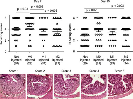 Fig. 4. M0 and M2 macrophages promote intestinal ulcer repair in vivo. M0, M1 and M2 macrophages were injected intravenously into mice on days 3 and 4 after the onset of DSS exposure. On day 7, mice were either sacrificed or returned to tap water until day 10. Histological analyses were performed on days 7 (left graph) or 10 (right graph). Colon sections were scored in a strictly blinded fashion by a pathologist according to the stages of ulcer repair (panels show representative images of HE-stained sections); 5-10 sections per mouse (5 mice per group) were analyzed. A score of 1 = no repair, 5 = a full ulcer repair and 6 = mucosa without any sign of repair process (1 dot = 1 colon section). The Mann-Whitney U test was used to calculate p values.