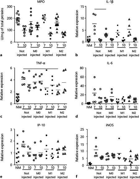 Fig. 5. Colitis-associated inflammation.M0, M1 and M2 macrophages were injected intravenously into colitic mice on days 3 and 4 after DSS exposure. Inflammation was assessed by quantification of MPO (a) or by analysis of mRNA expression levels of various inflammatory markers: IL-1β (b), TNF-α (c), IL-6 (d), IP-10 (e) and iNOS (f). One dot represents one mouse. p values were calculated using the Mann-Whitney U test.