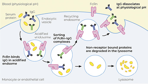  Recycle mechanism of IgG, mediated by the neonatal receptor FcRn.