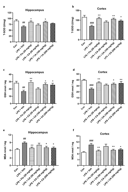  Effects of CA pretreatment on oxidative parameters in mice treated with LPS. a, b Decreased levels of SOD in the hippocampus and cortex of mice induced by LPS were significantly alleviated by CA pretreatment. c, d Downregulation of GST in the hippocampus and cortex of mice induced by LPS was significantly alleviated by CA administration. e, f Pretreatment with CA remarkably blocked the upregulation of MDA in the hippocampus and cortex of mice induced by LPS. Data were expressed as mean ± SEM (n= 6–10). ##p< 0.01, ###p< 0.001 versus Con; *p< 0.05, **p< 0.005 versus LPS + Veh.