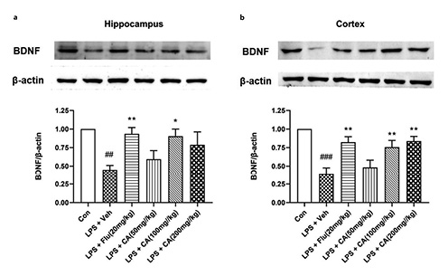  Pretreatment with CA ameliorated the downregulation of BDNF induced by LPS in the hippocampus and cortex of mice. a Representative immunoblots and quantitative analysis of BDNF in the hippocampus. b Representative immunoblots and quantitative analysis of BDNF in the cortex. Data were expressed as mean ± SEM (n= 6–7). ##p< 0.01, ###p< 0.001 versus Con; *p< 0.05, **p< 0.005 versus LPS + Veh.