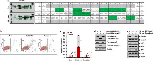 SB225002 induces the apoptotic cell death in Hs578T TNBC cells. a Proteomic array analysis of apoptosis-related proteins using Proteome Profiler Human Apoptosis Array Kit. We treated with 10 µm SB225002 for 24 h in Hs578T cells. After 24 h, whole cell lysates were harvested using lysis buffer from the kit. Dot blotting was performed as described in the methods. b FACS-based quantification of apoptotic cell death via Annexin V-PE and PE-Cy7 staining, as outlined in methods. c Graphical representation of data from b. d, e We treated with 10 µm SB225002 or reparixin for 24 h in Hs578T cells. After 24 h, whole cell lysates were harvested. Levels of pro-, cleaved-PARP-1, caspase3, total (t)-, phospho (p)-STAT-3, AKT, and ERK proteins were analyzed by Western blotting. β-actin was used as a loading control. Represented results are from three independent experiments. Values are mean ± SEM, with **p < 0.01 against control (Con).