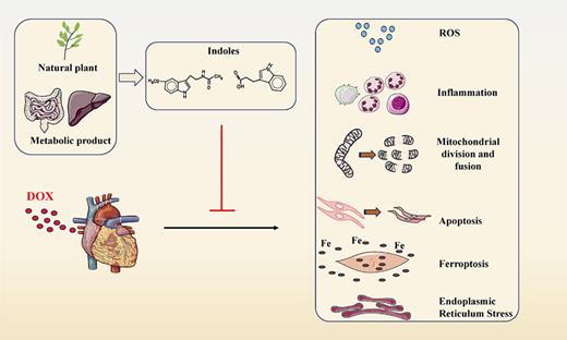 Protective mechanism of indole derivatives against doxorubicin-induced cardiomyopathy. Indole derivatives derived from natural plants and their metabolites possess functions such as antioxidant activity, mitochondrial protection, anti-inflammatory effects, inhibition of ferroptosis, anti-apoptosis, and resistance to endoplasmic reticulum stress. These properties effectively alleviate doxorubicin-induced cardiotoxicity.
