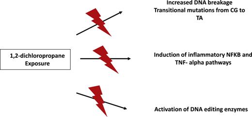 Various pathways of 1,2-dichloropropane exposure. Mutagenic effects such as increased DNA breakage and transitional mutations from CG to TA; induction of inflammatory NFKB and TNF-alpha pathways, leading to DNA editing enzyme activation.