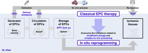 Classical EPC therapy and overcoming insufficient dose and complex ex vivo processing issues through in situ reprogramming. In classical endothelial progenitor cell (EPC) therapy, EPCs are collected from the BM or blood vessels due to their ease of extraction. These extracted EPCs are then processed ex vivo and reinjected into the body using invasive delivery methods. Limitations associated with this approach can be mitigated through in situ reprogramming. This approach utilizes the abundant but otherwise unextractable EPC pool in the spleen. Moreover, these cells inherently target ischemic tissues, effectively addressing both insufficient dose and complex ex vivo processing limitations. Reproduced with permission.