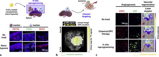 Validation of in situ reprogramming as an angiogenesis induction method in a mouse hindlimb ischemia model. a The spleen was selected as a reprogramming site in vivo due to its dual role in nanoparticle clearance and as a monocyte reservoir. Inducing nano-hypoxia in splenic monocytes elevated the expression of EPC markers such as CD34 and stem cell antigen-1 (SCA-1) compared to that in the no-treat group. b The reprogrammed cells retained their inherent ability to target ischemic tissues, as confirmed by magnetic resonance (MR) imaging with 19F-tagged EPCs (visualized as a yellow color map). c Consequently, in situ reprogramming facilitated angiogenesis and improved blood flow recovery in ischemic tissues, surpassing the outcomes observed in the no treat and classical EPC therapy groups. Reproduced with permission.