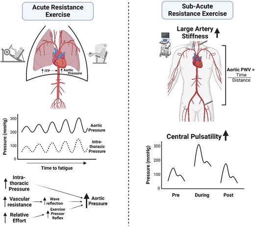 Acute and sub-acute hemodynamic responses to resistance exercise. During RE (left), there are large increases in central blood pressure pulsatility driven in part by concomitant increases in intrathoracic pressure from brief breath holds (Valsalva maneuver). Additional factors that contribute to increases in central pressure overall and central blood pressure pulsatility specifically include increased exercise pressor reflex and increased peripheral vascular resistance from muscle compression. After RE (right), large artery stiffness and central blood pressure pulsatility are elevated for upward of 30 min. Elevations in central pulse pressure occur concomitant with peripheral vasodilation and reductions in peripheral artery stiffness. Created in BioRender. Wakeham, D. (2025) https://BioRender.com/u41l020.