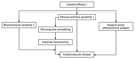 Fig. 1. Potential pathways by which arterial stiffening can lead to cerebrovascular disease.