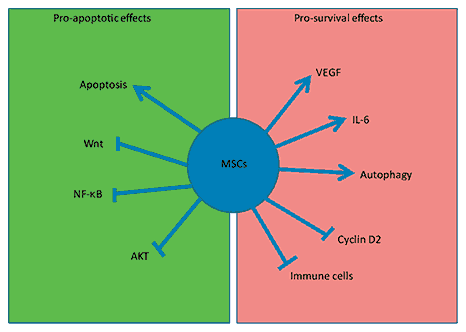 Fig. 3. MSCs are not inert carriers. MSCs exert both pro-survival and pro-apoptotic effects on tumours. Their pro-apoptotic effects include inhibition of Akt, Wnt and NF-κB signalling. MSCs themselves induce apoptosis in some tumours. They also exert pro-survival effects by inducing VEGF and STAT3 activation. They suppress immune cells thereby reducing immune surveillance of tumours. They undergo autophagy and release pro-survival paracrine factors. They inhibit cyclin D2.