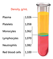Fig. 1. After centrifugation, the blood components (red blood cells [,]leukocytes, and platelets) are separated from the plasma due to their different densities. The platelets have the lowest density. Adapted from Dohan Ehrenfest et al. [38].