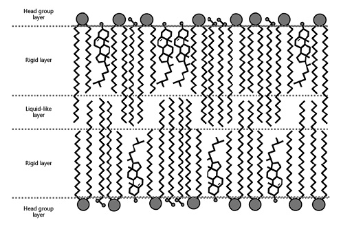 Fig. 4. Schematic representation of the LM architecture according to the tri-layer model. LM, lipid matrix [13].