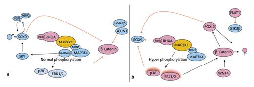 Pathogenic Variants in MAP3K1 Cause 46,XY Gonadal Dysgenesis: A Review ...