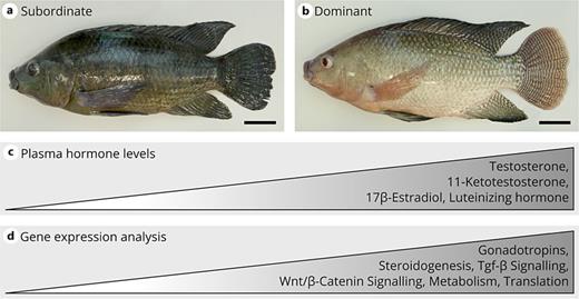 Graphical summary of physiological and gene expression differences between dominant and subordinate Nile tilapia males under long-term stable hierarchy conditions according to [49], which were examined further by miRNA sequencing in the present study. Picture of subordinate (a) and dominant (b) Nile tilapia specimen (scale 5 cm) and comparison of plasma hormone levels (c) and results of the gene expression analysis (d). Territory holding and white-appearing dominant males are characterized by much higher gsi (gonadosomatic index), higher steroidogenic capacity and an activated BPG axis, which is reflected, among other things, in increased 11-ketotestosterone, testosterone, 17β-estradiol, and Lh concentrations. Nevertheless, a functioning spermatogenesis is maintained even in subordinate animals. Details about the analyzed specimen are given in the material and methods section.