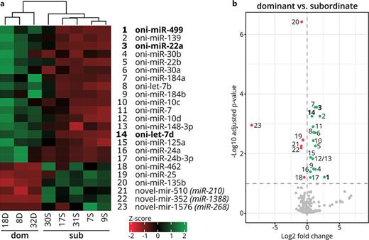 DE miRNAs in the testis of dominant and subordinate Nile tilapia. a Heatmap generated by unsupervised hierarchical clustering of expression z-scores calculated for the DE miRNA (padj <0.1) between dominant (dom) and subordinate (sub) Nile tilapia. For novel miRNAs, the top hit in the Rfam database was added in parentheses. Clustering and visualization were performed using the “ComplexHeatmap” R package [66]. b Volcano plot visualization of miRNAs comparing dominant and subordinate samples. The x-axis shows the log2 fold change and the y-axis the negative logarithm of the adjusted p values to base 10. Significantly (padj <0.1) upregulated miRNAs are visualized as green and downregulated miRNAs as red points. Annotation is equivalent to a. miRNAs represented in bold were selected for RNA sequencing validation in this study.