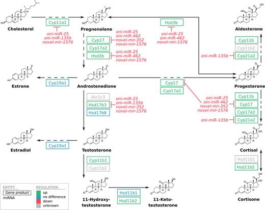 Simplified steroid hormone biosynthesis pathway modeled after the onl00140 KEGG pathway annotated with catalyzing proteins and putative miRNA binding. Gene products are illustrated in boxes, putative miRNA repression of these proteins on a transcriptional level in italics. Colors indicate the regulation of miRNAs and gene products in dominant males in contrast to subordinate males on a transcriptional level (green: upregulated, red: downregulated, blue: no significant difference). Catalyzing gene products that were not part of the reference used for mapping, whose transcriptional regulations are therefore unknown, are illustrated in gray. Dashed arrows are used in reactions that result in intermediate metabolites that were excluded for a simplified illustration.