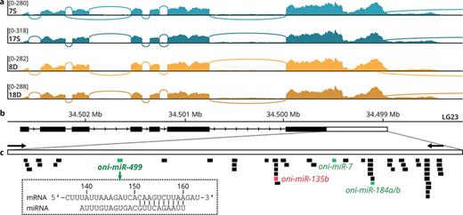 Gene structure of Nile tilapia amh and miRNA target regions. a Sashimi plot of selected samples displaying the exon-intron structure. b Gene structure of amh and position in the genome. Exons are represented by black boxes, introns by lines with arrows and the 3′-UTR by a white box. c The 3′-UTR of amh and putative binding sites of the 50 most repressing miRNAs (as determined by the miRmap score, online suppl. Table S9). Upregulated and downregulated miRNAs in dominant males are shown in green and red, respectively. For oni-miR-499, the sequence of the binding site is shown with the position on the 3′-UTR, nucleotide counting started after the stop codon. The annealing site of the cloning primers for generation of the Dual-Luciferase Reporter plasmid is represented by arrows.