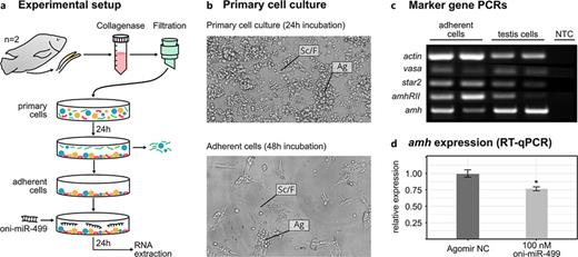 Impact of oni-miR-499 Agomir on amh transcript level in Nile tilapia primary testis cell culture. a Flow scheme for preparation of primary cell culture (PCC) and illustration of the experimental procedure. b Morphological observation of primary cells after 24 h and adherent cells after 48 h of cultivation (Ag – cell aggregates consisting of germline and somatic cells, Sc/F – Sertoli cells and/or fibroblasts). c Marker genes analysis by PCR on adherent cells after 48 h of cultivation (last 24 h with oni-miR-499); marker genes used: actin – housekeeping, vasa – germ line, star2 – Leydig cells, amhrII and amh – Sertoli cells (NTC – negative control, testis cells – cDNA prepared from testis served as positive control). d Comparison of relative amh expression levels between treatment with 100 nm oni-miR-499 agomir (right) and 100 nm control agomir (left) (*significance level p < 0.05).