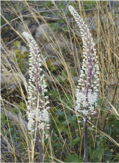 Fig. 1. Urginea (Scilla) maritima. Kreta, 2013.