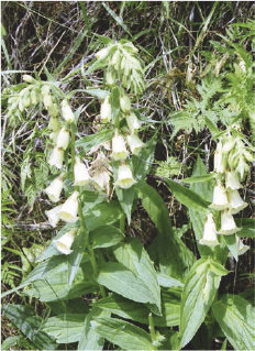 Fig. 2. Digitalis lutea. Engadin, 2006.