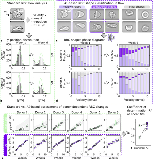 Standard and artificial intelligence (AI)-based analysis of single-cell microfluidic flow behavior of stored RBCs. a Representative images of a croissant-shaped RBC (top) and a slipper-shaped RBC (bottom) in a microfluidic capillary with a height of H = 8 µm and width of W = 11 µm recorded by the Erysense technology. Based on these images, standard flow analysis can determine the RBC velocity, projection area, y-position, and deformability index DI. b Histogram and probability density functions (pdf) of the normalized RBC y-position for two donors at week one and week six after storage. c Characteristic healthy, pathological, and other RBC shapes during capillary flow. d AI-based assessment of RBCs during flow. RBC shape phase diagrams, i.e., the fraction of the RBC shape classes shown in c as a function of the RBC velocity for the same donors and points in time as for b. e Comparison of the standard (top) and AI-based (bottom) evaluation of donor-dependent changes in the RBC microcapillary flow behavior. Dashed black lines correspond to linear fits. Gray areas indicate an estimate of a 95% prediction interval. In the standard approach, the y-peak ratio describes the ratio between centered and off-centered RBCs concerning the channel center in the y-direction based on probability density functions (pdfs) at velocities between 7 mm/s and 10 mm/s. For the AI approach, the y-axis of e shows the logarithm of the fraction of pathological RBC shapes based on the shape phase diagrams of d. f Comparison of the coefficient of determination for the linear fits shown in e. Dashed lines connect data points for the same donor analyzed with the standard and the AI approach. This figure was reproduced from data presented by Recktenwald et al. [22].