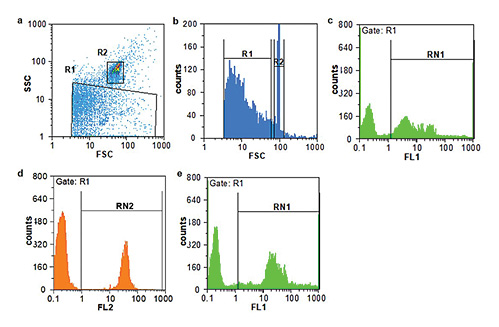 Flow cytometry plots of MVs in SCD patients. FSC and SSC indicate, respectively, size and granularity. The MV size gate was set by 1.0 μm beads. a Two gating regions are region R1 and R2 that represents MVs and 1.0 μm beads, respectively. Based on the FSC and SSC, MVs are located lower than 1.0 μm beads. b A histogram of logarithmic FSC vs. count, showing the distribution of MVs in comparison to the beads. c Region RN1 represents region R1 events that were labeled with conjugated FITC anti-CD235a and indicates erythrocyte-derived MVs. d Region RN2 represents region R1 events that were labeled with conjugated PE anti-CD42b and indicates platelet-derived MVs. e Region RN1 represents region R1 events that were labeled with conjugated FITC Annexin-V. Nonstained events are demonstrated by the left peak in c–e.