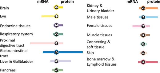 Expression of FUT3 mRNA and protein in different human tissues. Graphic used from the human protein atlas database (https://www.proteinatlas.org/ENSG00000171124-FUT3/tissue).