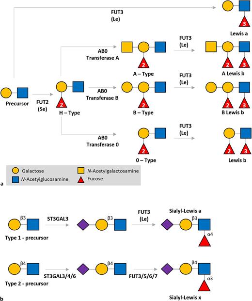 Lewis antigen synthesis. a Biosynthesis pathway of Lewis antigens catalyzed by FUT2, FUT3, and other glycosyltransferases. Figure adapted from [6]. Numbers in fucose indicate if added by FUT2 (2) or FUT3 (3). b Synthesis of sialyl-Lewis variants. sLea is formed from type 1 precursors by ST3GAL3 and FUT3. Contrary sLex is synthesized from type 2 precursors by ST3GAL3/4/6 and FUT3/5/6/7.