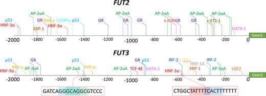 Location of predicted TFs in FUT2 and FUT3. Only TFs passing a stringency filter (dissimilarity <0.3 and E value <1) are shown. In FUT3, overlapping binding sites are observed for p53 and AP-2αA and for HNF-3α and IRF-2. The exact DNA binding site sequences are displayed in dashed boxes.