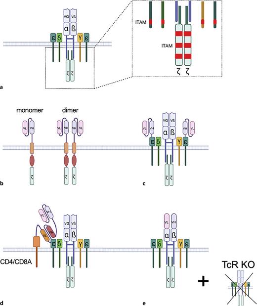 Artificial immune receptors based on TcR signaling. a Native TcRs are comprised of eight protein chains. Signal transduction is initiated by phosphorylation of ten available immunoreceptor tyrosine-based activation motifs (ITAMs). b Conventional CAR receptors are based on an extracellular recognition domain, e.g., single chain fragment variable (scFv), a hinge region, a transmembrane domain and intracellular costimulatory and signaling domains. They are comprised of two identical protein monomers that become fully functional after homodimerization and can signal via 6 ITAMS (CD3ζ chains). c T-cell receptor fusion constructs (TRuCs) are based on the integration of a fusion protein, e.g., scFv-CD3ε chain into the native TcR configuration. d The T-cell antigen coupler (TAC) is another concept how to mimic the TcR signaling by utilizing a CD4 or CD8α cell membrane anchored bispecific T-cell engager (BiTE) that closely connects the CD3ε chain with the target of interest via the second scFv of the anchored BiTE. e In the HLA-independent T-cell receptor (HIT) the TcRα and TcRβ variable fragments are substituted by the variable light and heavy fragment of antibodies via site-specific integration into the TRAC locus which in effect leads to the knockout of the native TcR. TRuC, TAC, and HIT are integrated into the TcR and therefore can theoretically signal from 10 ITAMs like the native TcR.