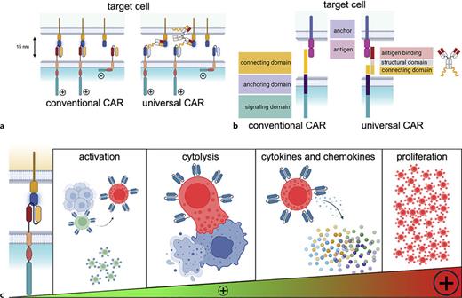 Conventional CAR and universal adapter CAR elements and function. a The immune synapse is highly conserved in the range of 15 nm (cell to cell distance) to operate efficaciously. In conventional CAR design, the positioning of the targeted epitope and the spacer define the distance between the immune cell and the target cell. In adapter CARs, the stereometry is extended by the adapter molecule. b Adapter molecules are comprised of an antigen binding domain, a structural domain, and a connecting domain. c CAR effector functions are activation threshold dependent and can be categorized in activation stages. I. Activation, II. cytolysis, III. cytokine and chemokine production, and IV. proliferation.