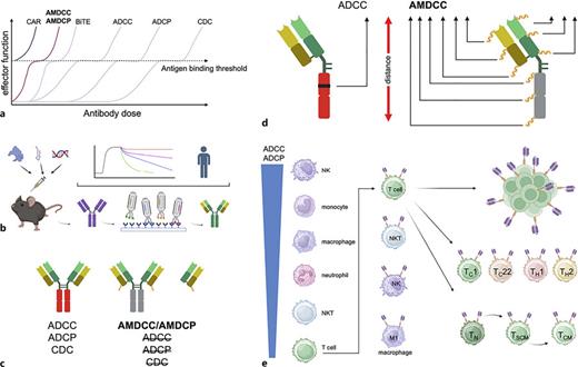 Features of universal CAR technologies and the comparison of AMDCC with ADCC and ADCP. a Conventional CARs are more sensitive and potent than antibody-based therapies and universal adapter CAR technologies. Nonetheless, adapter CARs are more sensitive and less toxic than bispecific T-cell engagers (BiTE) and are more potent than antibody therapies (unpublished data). b Adapter molecules are generated like antibodies and follow the same optimization steps, such as humanization and affinity maturation. c Fc-engineered antibodies mediate enhanced ADCC, ADCP, and CDC. In adapter CARs either Fab or immune-silenced antibodies are used to circumvent activation-induced cell death. d The placement of the targeted moiety on the adapter molecules is empirically optimized by functional AMDCC selection to identify the best-performing stereometry. e The main cell source for CAR therapies have been T cells due to their proliferative capacity, great functional diversity (TC1, TC22, TH1, and TH2 and others) and long-term persistence based due to self-renewal and memory function. Universal CAR technologies equip T cells with NK-like functions to mediate ADCC. NKT, NK, and macrophages feature unique properties and deserve further exploration as CAR-expressing cells.