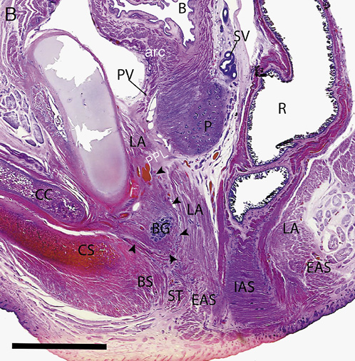  Anatomy of a fetal male, parasagittal section. Caudal portion of the external urethral sphincter (arrowheads) wrapping the BG (by permission Gil-Vernet et al. [7]). arc, precervical arc of Gil-Vernet; PV, pubovesical ligament; SV, seminal vesicle; ST, transverse superficial perineal muscle; BG, bulbourethral gland; LA, levator ani; CS, penile bulb; EAS, external anal sphincter; IAS, internal anal sphincter; ST, superficial transverse perinei; BS, bulbospongiosus muscle. Refer to the image caption for details.